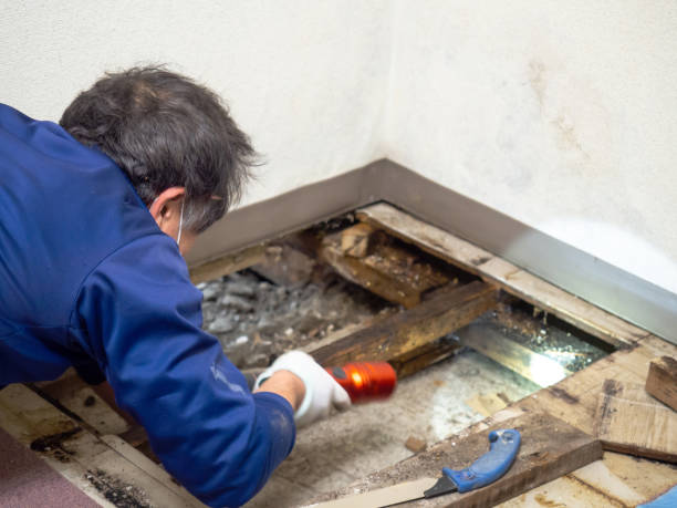 Best Fast Mold Removal  in Clinton, NC