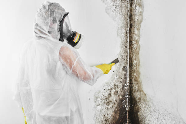 Best Local Mold Removal Service  in Clinton, NC