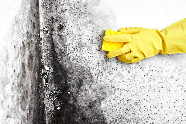 Best Residential Mold Removal  in Clinton, NC