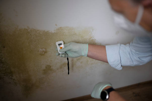 Best Best Mold Removal Companies  in Clinton, NC