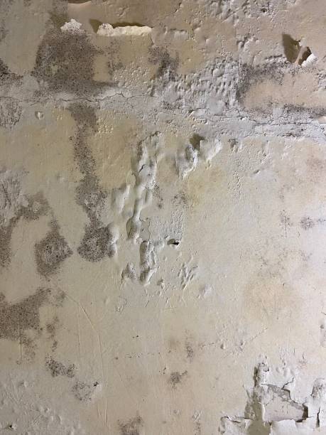 Best Mold Removal and Inspection  in Clinton, NC