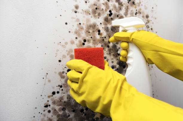 Best Attic Mold Removal  in Clinton, NC