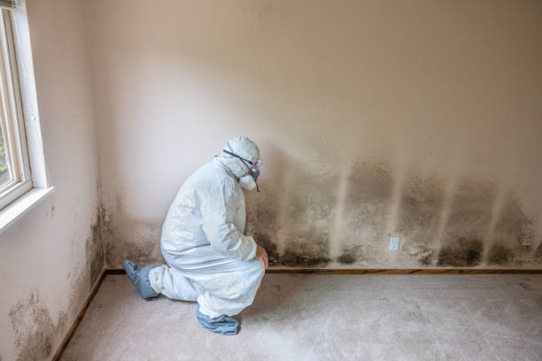 Trusted Clinton, NC Mold Removal Experts
