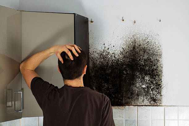 Best Black Mold Removal  in Clinton, NC