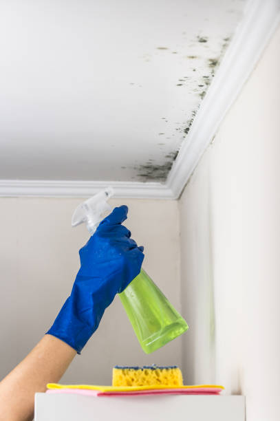 Best Local Mold Removal Service  in Clinton, NC