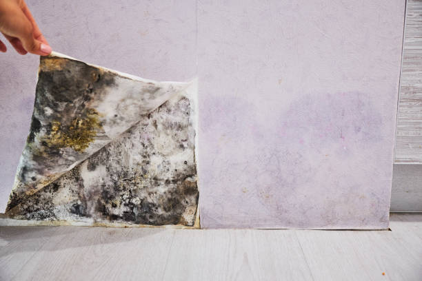 Best Professional Mold Removal  in Clinton, NC